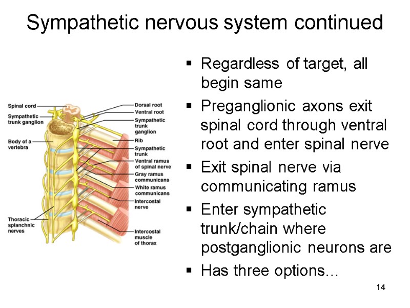 14 Sympathetic nervous system continued Regardless of target, all begin same Preganglionic axons exit